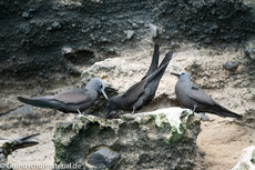 Galapagos-Tiere57.jpg